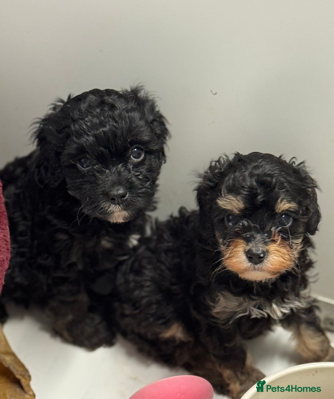 Cavapoo dogs for sale: Cavapoo puppies f1  - Advert 12