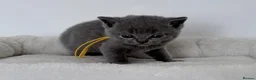 British Shorthair cats for sale: pure british shorthair kittens  - Advert 10