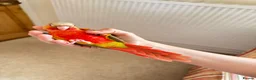Conures birds for sale: Hand Reared Conures For Sale - Advert 5