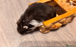 Hamster rodents for sale: Supertamed Russian white dwarf Baby Hamsters - Image 11