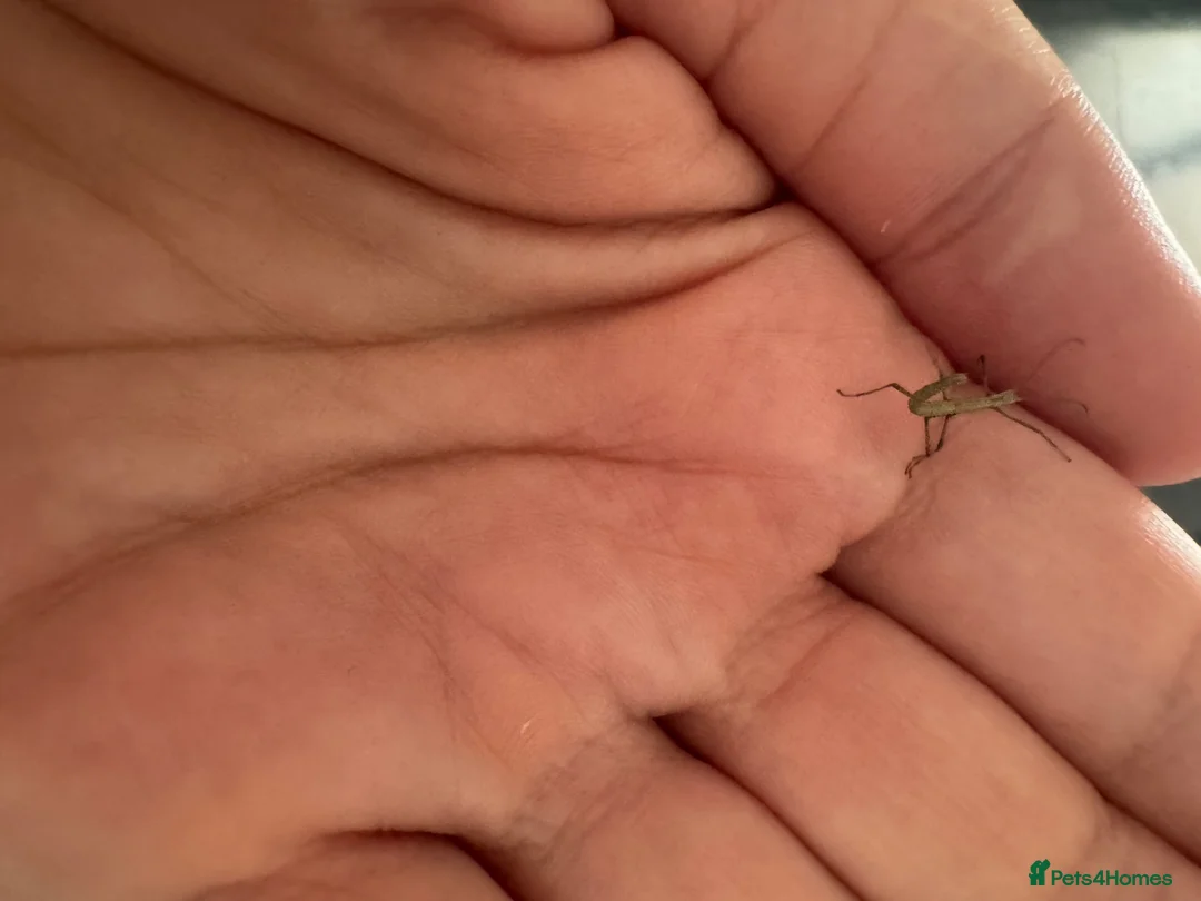 Stick Insects invertebrates for sale: Indian stick insects in Boston - Advert 2