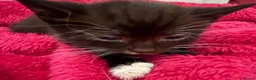 Mixed Breed cats for sale: Kittens looking for loving home  - Advert 3