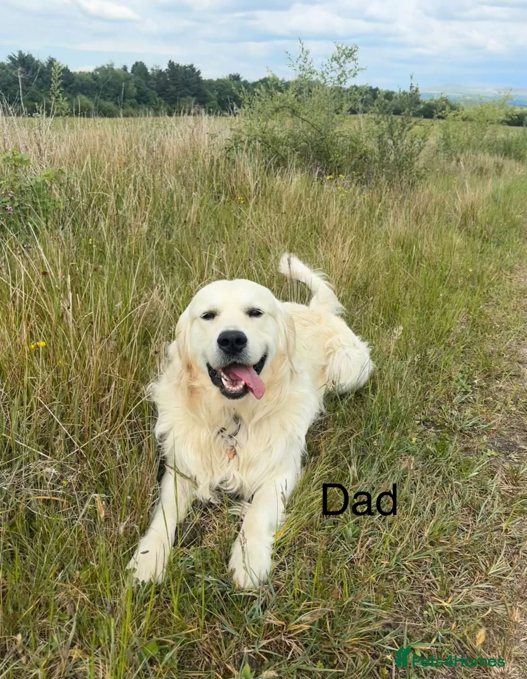 Golden Retriever dogs for sale: Golden Retriever Puppies For Sale in Ammanford - Advert 6