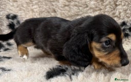 Miniature Dachshund dogs for sale: Miniature dachshund - Image 13