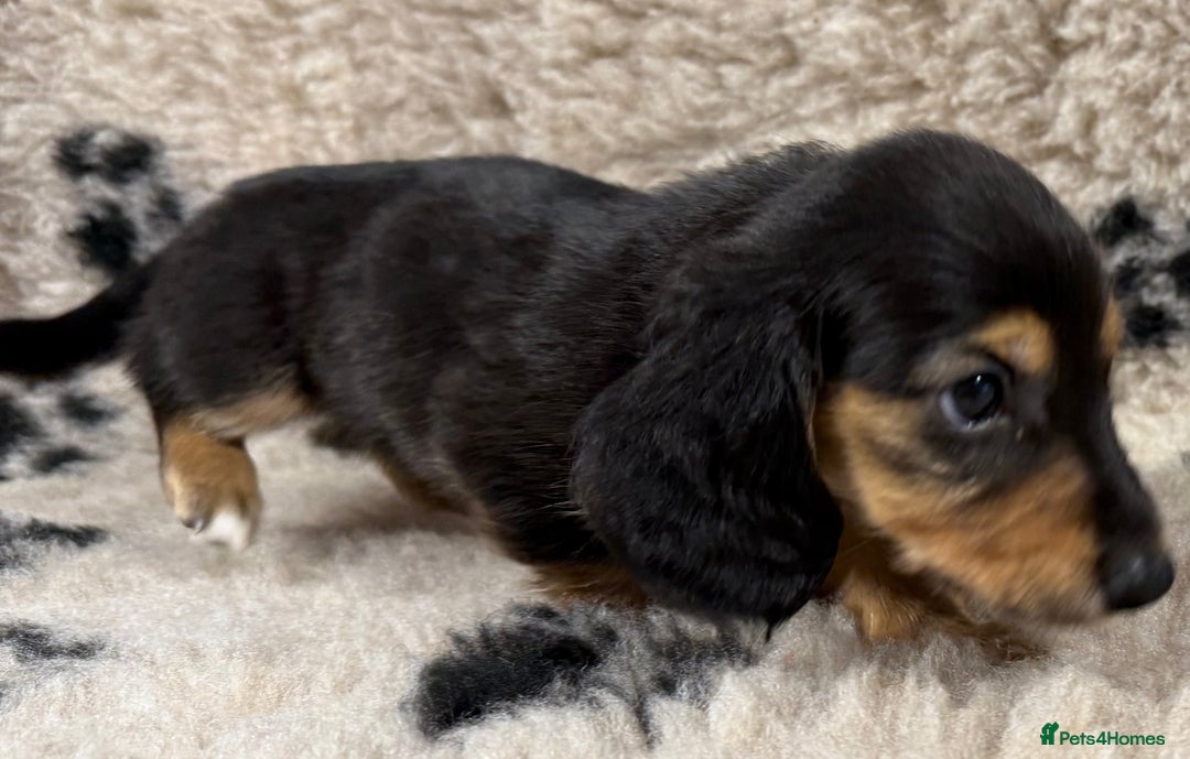 Miniature Dachshund dogs for sale: Miniature dachshund - Image 13