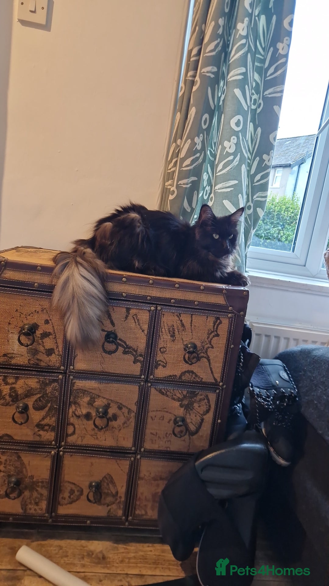 Maine Coon cats for sale: Female 7 week maincoon  - Image 3