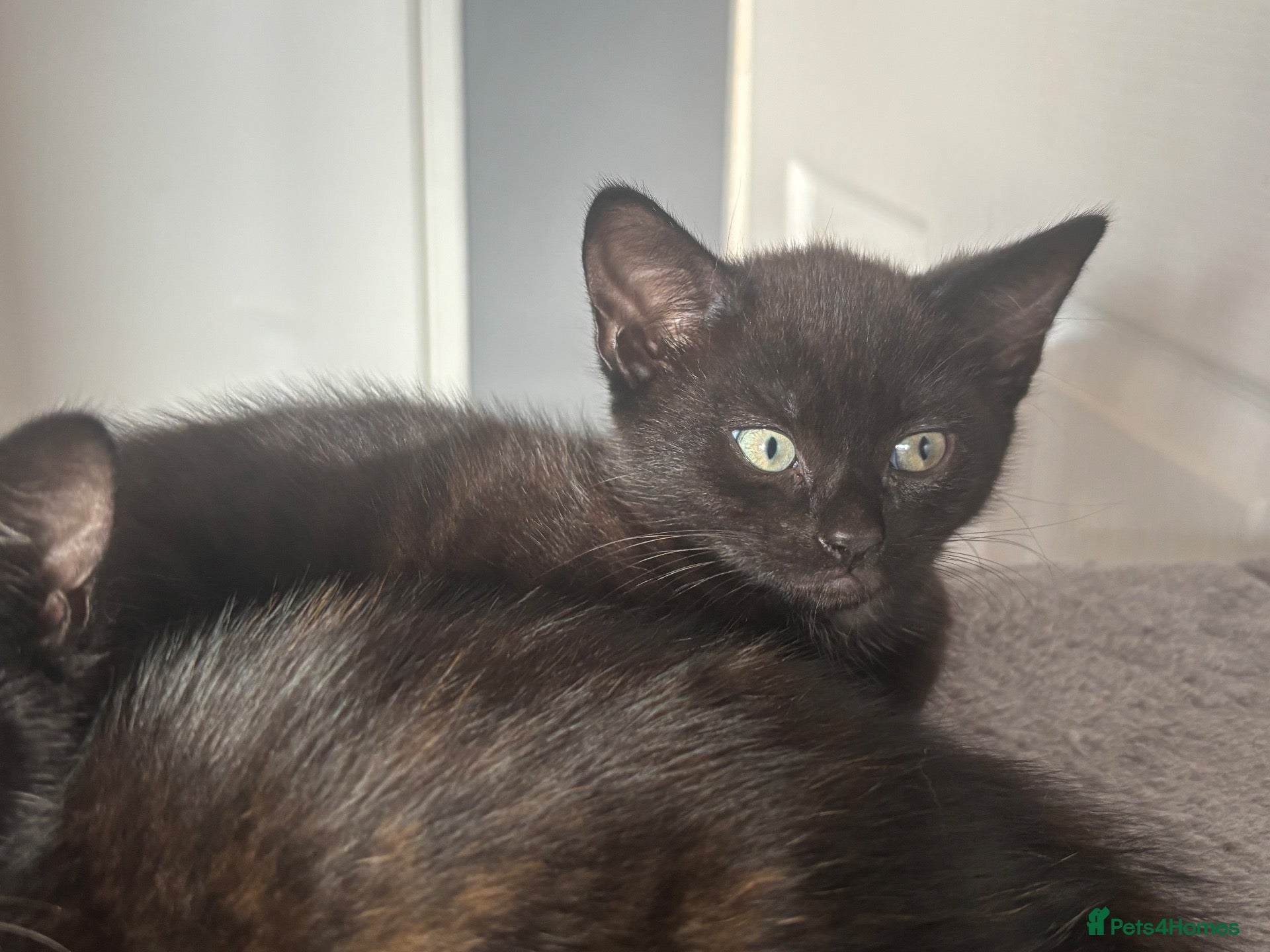 Mixed Breed cats 🐾 Beautiful Kittens Looking for Loving Homes 🐾 - Advert 9