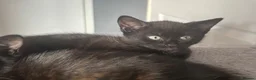 Mixed Breed cats for sale: 4 babies looking for there forever  homes  - Advert 6