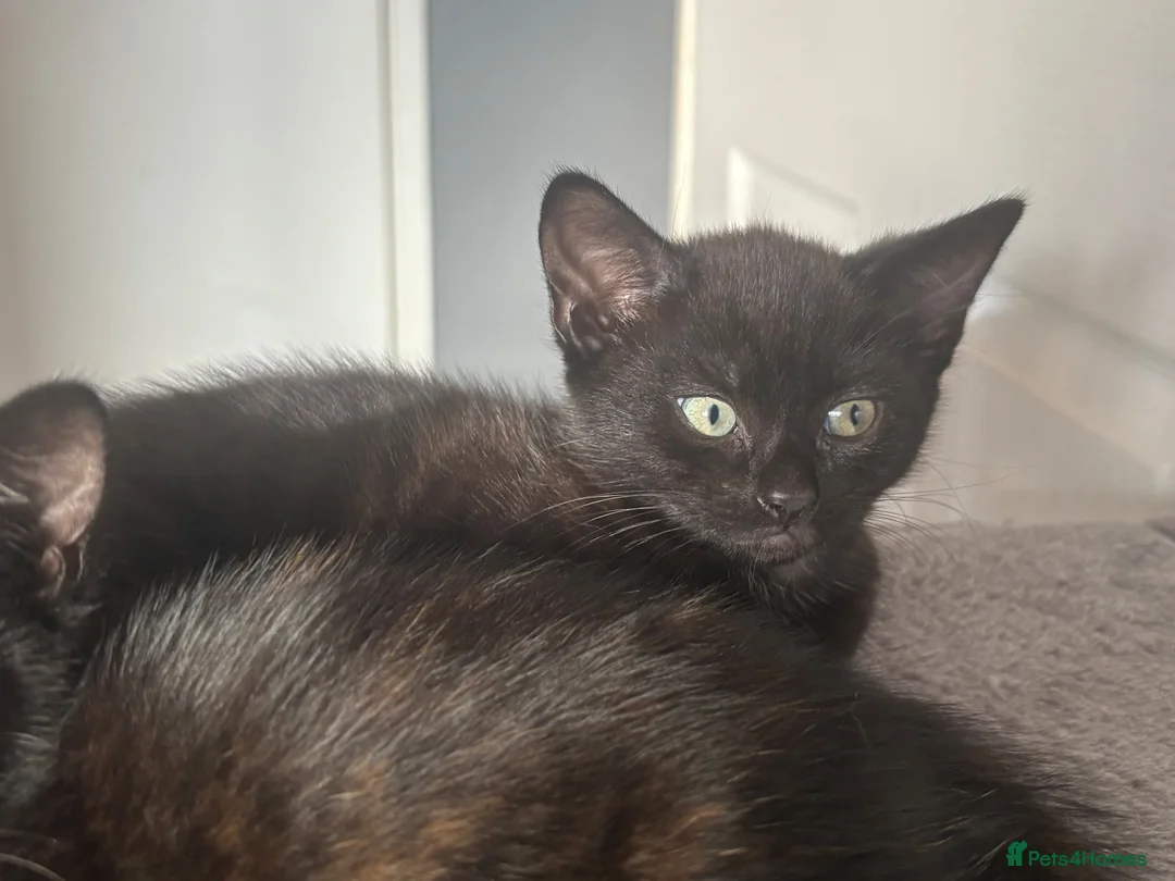 Mixed Breed cats for sale: 4 babies looking for there forever  homes  - Advert 6