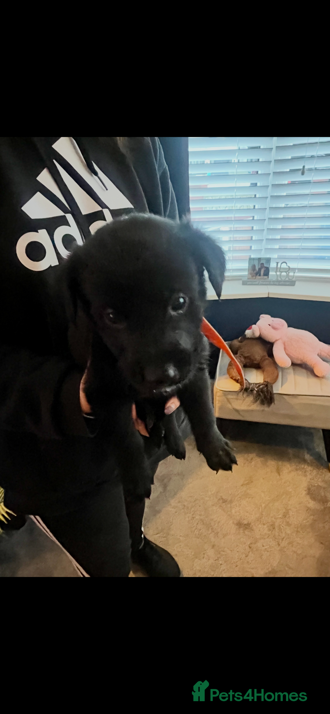 Mixed Breed dogs for sale: Belgian Shepherd x Goldador Puppies  - Advert 8