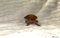Cocker Spaniel dogs for sale: 🧡Fox Red WCS🧡 - Image 29