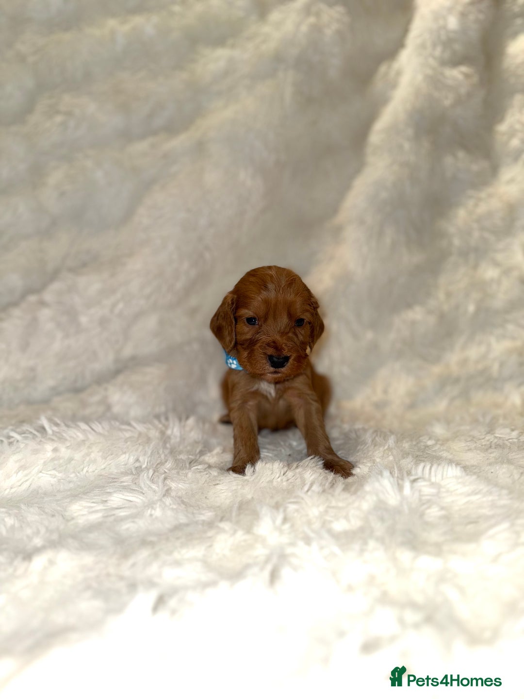 Cocker Spaniel dogs for sale: 🧡Fox Red WCS🧡 - Image 29