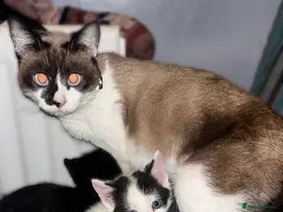 Mixed Breed cats 4 kittens looking for a home - Advert 13