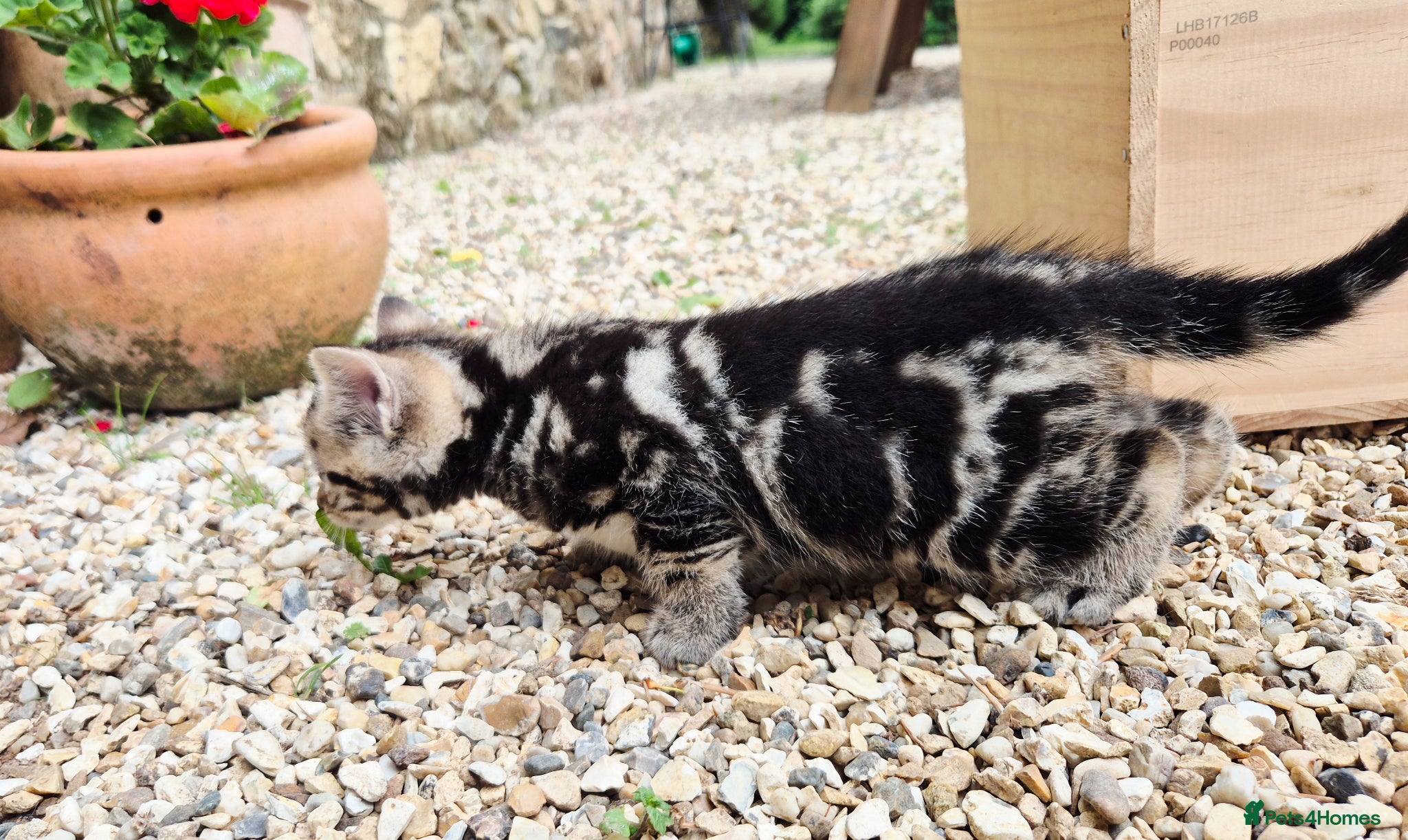 Mixed Breed cats for sale: Gorgeous Kittens for sale - Advert 8