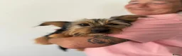 Mixed Breed dogs for adoption: Little Luna - Advert 10