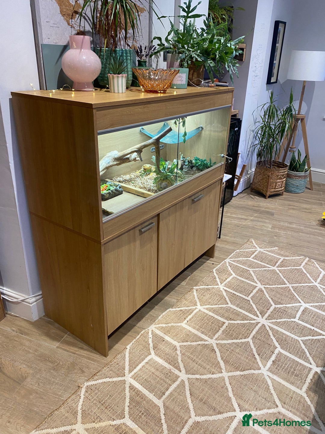 Bearded Dragon reptiles for sale: Bearded dragon and full set up.  - Advert 3