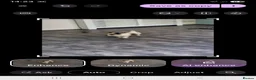 Mixed Breed dogs for sale: Beautiful cross  in Telford - Advert 3