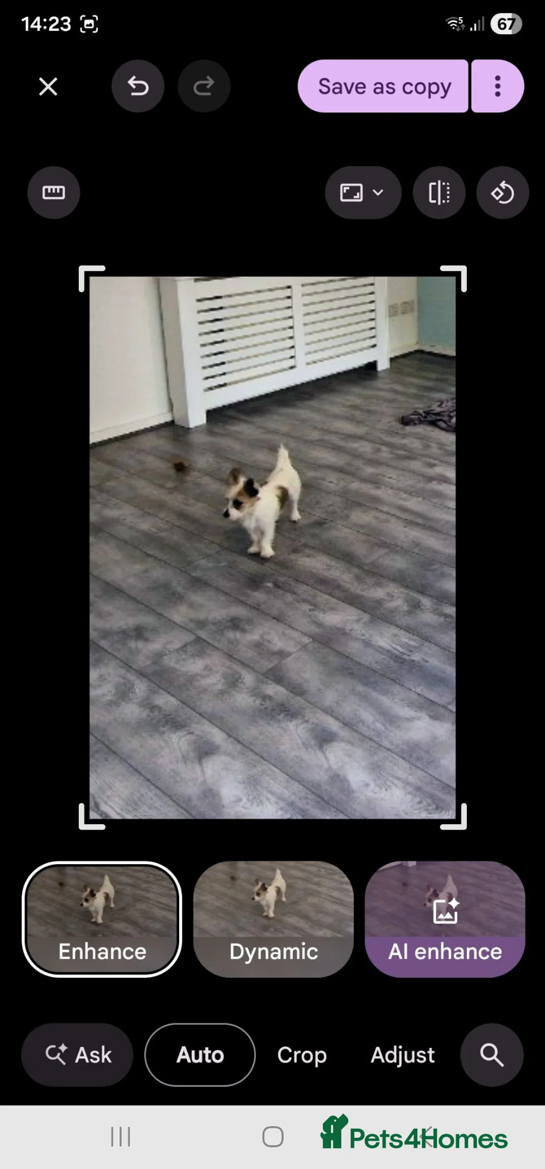 Mixed Breed dogs for sale: Beautiful cross  in Telford - Advert 3