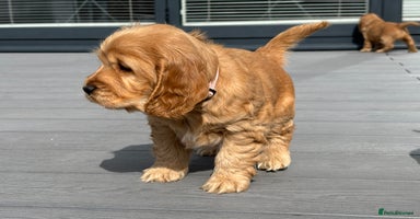 Cocker Spaniel dogs - Advert 11