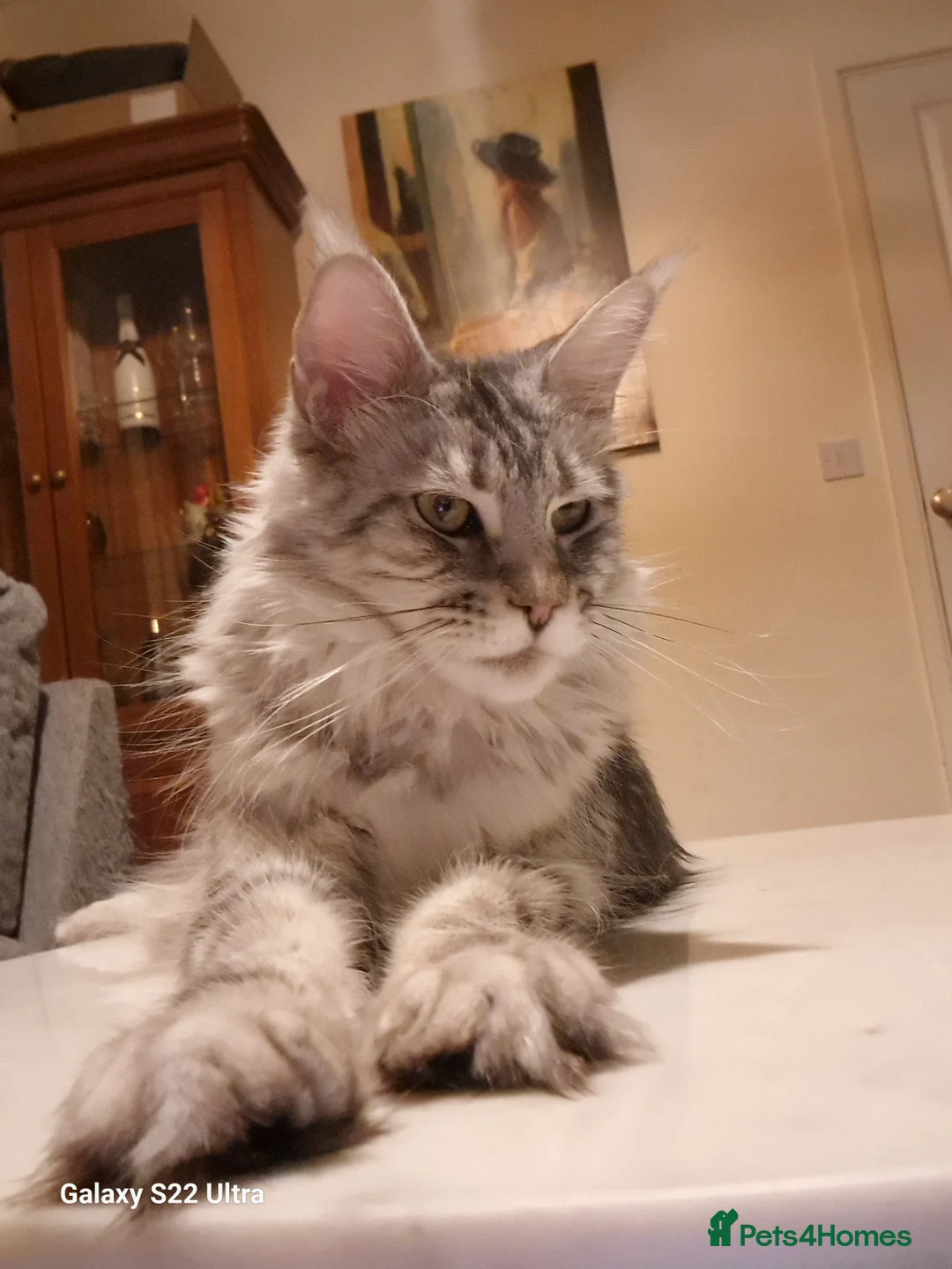 Maine Coon cats for sale:  Kittens – Licensed Fenikscoon Cattery (UK) 🐾 - Advert 19