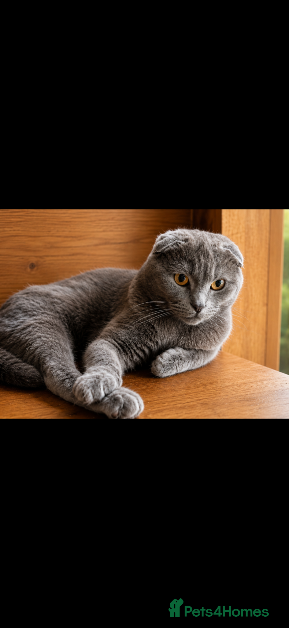 Scottish Fold cats Gorgeous Scottish fold blue girl  - Advert 6