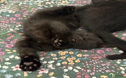 British Shorthair cats for sale: 🐾 Adorable Baby Kittens for Sale! 🐾 - Image 12