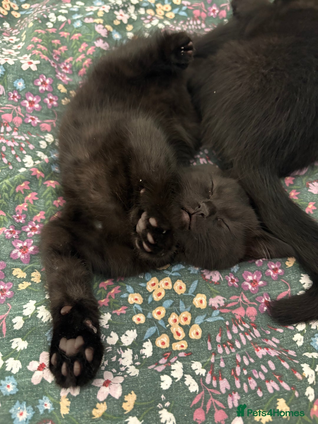 British Shorthair cats for sale: 🐾 Adorable Baby Kittens for Sale! 🐾 - Image 12