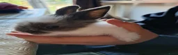 Mixed Breed rabbits for sale: 4 angora x female kits in Morecambe - Advert 3