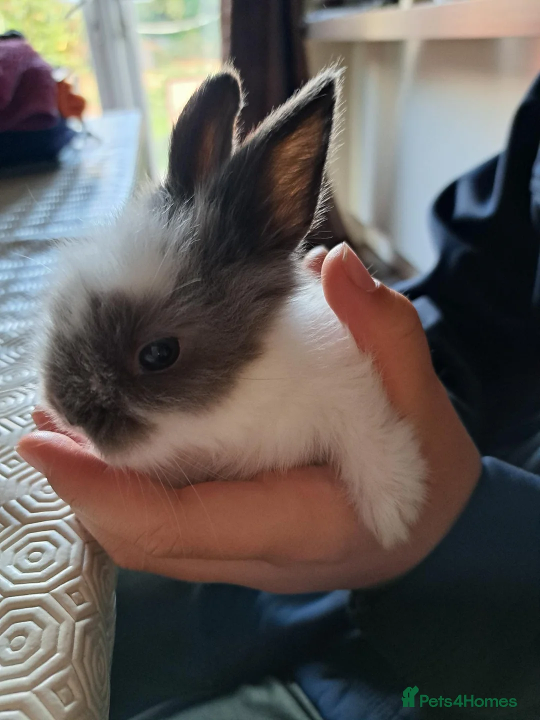 Mixed Breed rabbits for sale: 4 angora x female kits in Morecambe - Advert 3