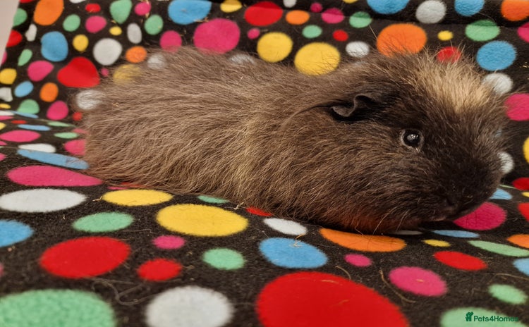 Guinea Pig rodents - Advert 3