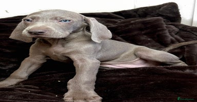Weimaraner dogs - Advert 16