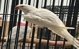 Ringnecks birds for sale: Stunning Baby Indian Ringnecks  - Advert 1