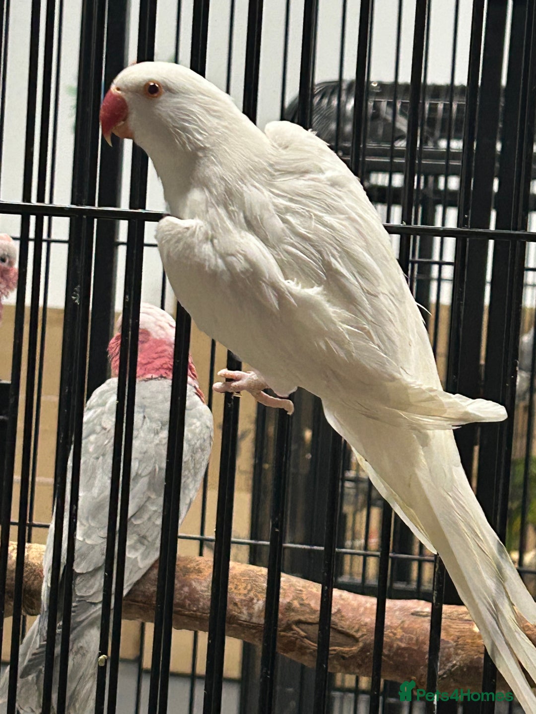 Ringnecks birds for sale: Stunning Baby Indian Ringnecks  - Advert 1