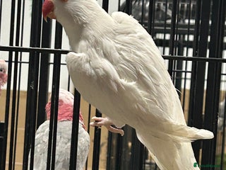 Ringnecks birds - Advert 25
