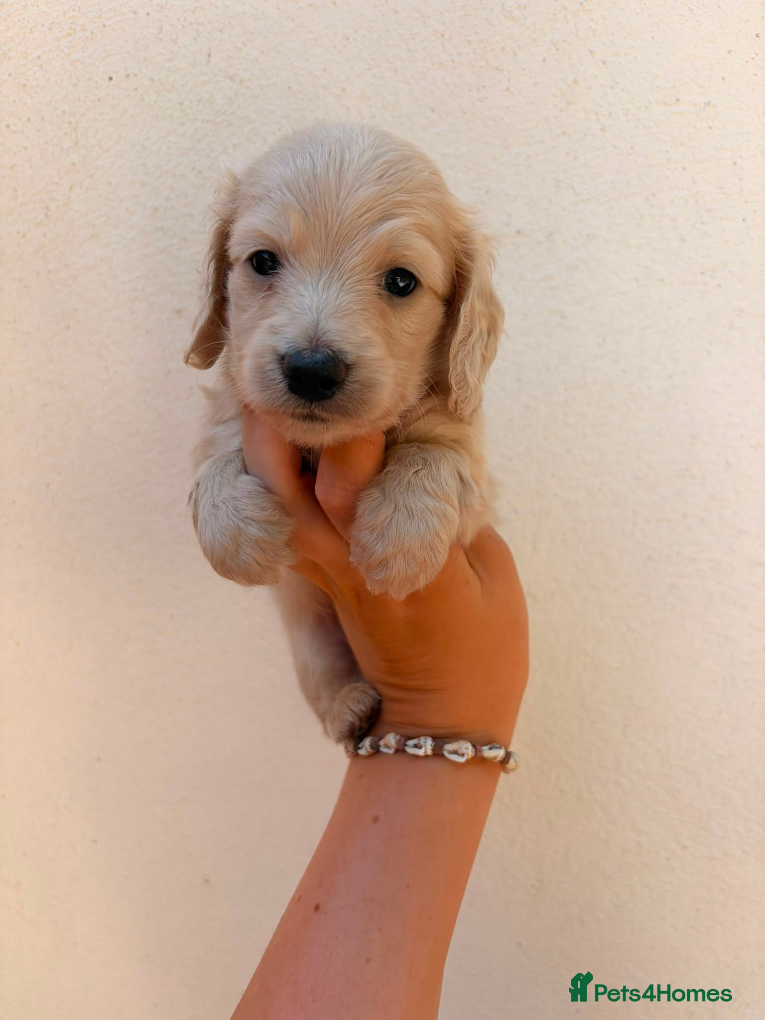 Miniature Dachshund dogs Quality english cream mini dachshunds - Advert 1