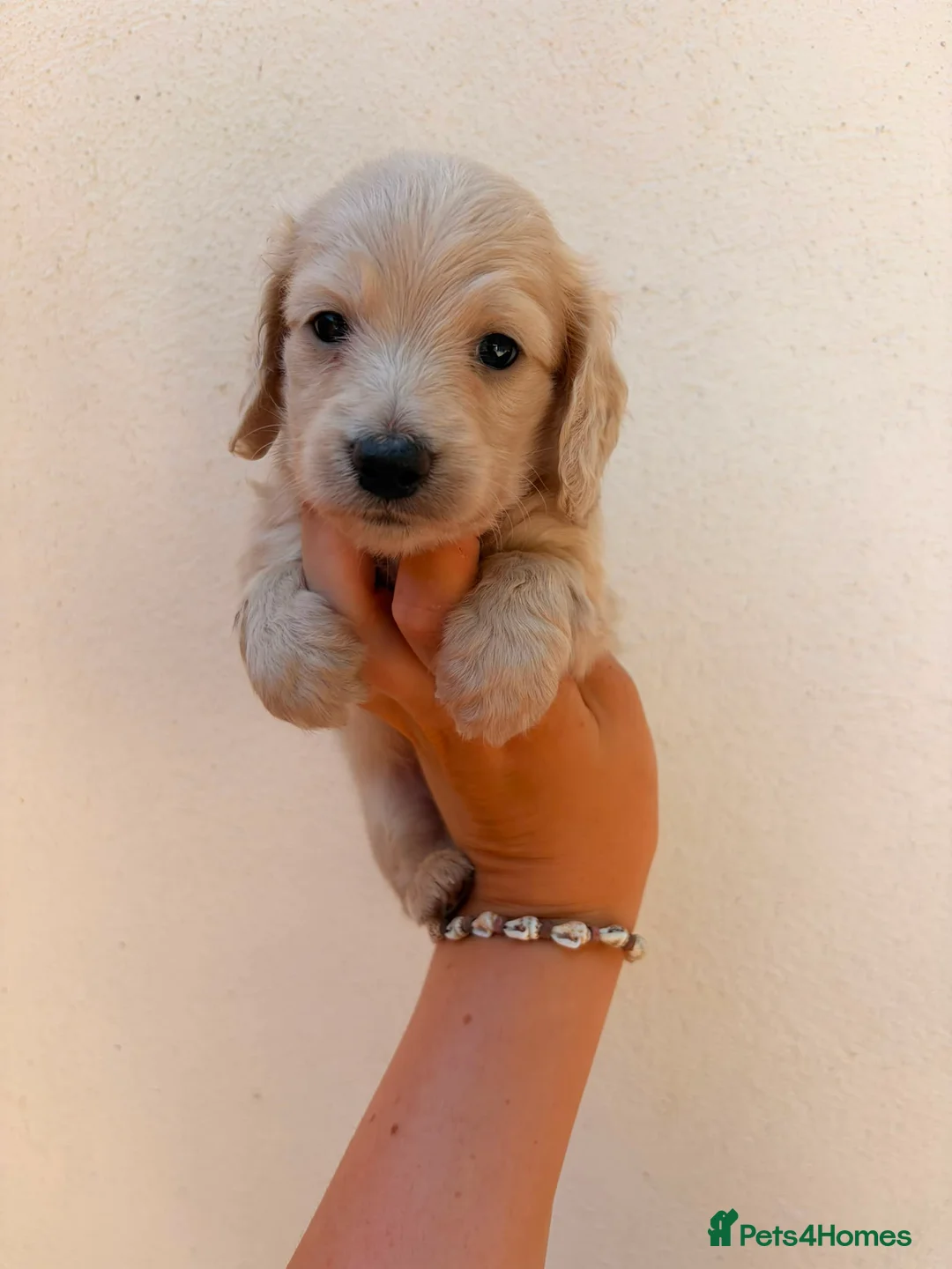 Miniature Dachshund dogs for sale: Quality english cream mini dachshunds - Advert 1