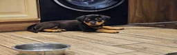 Rottweiler dogs for sale: Strong working line Rottweiler pups for sale in Dartford - Advert 13