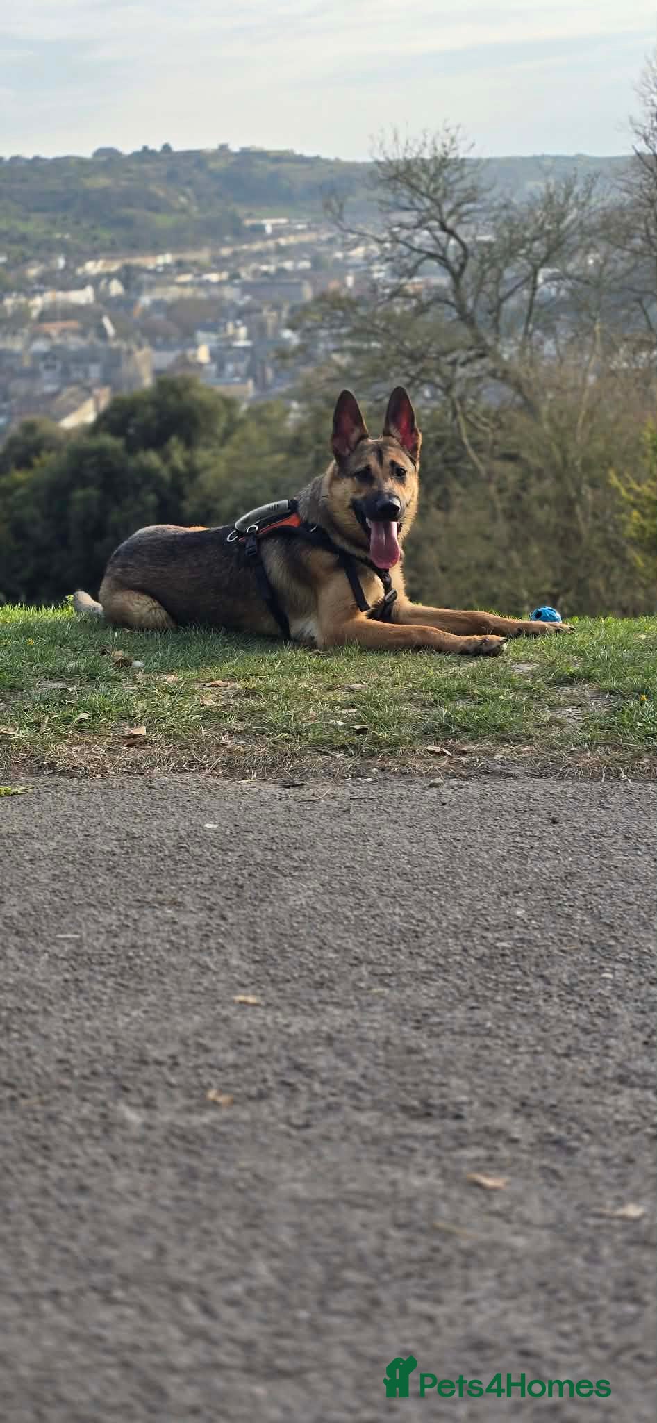 German Shepherd dogs I am selling German Shepherd, Rex - Advert 1