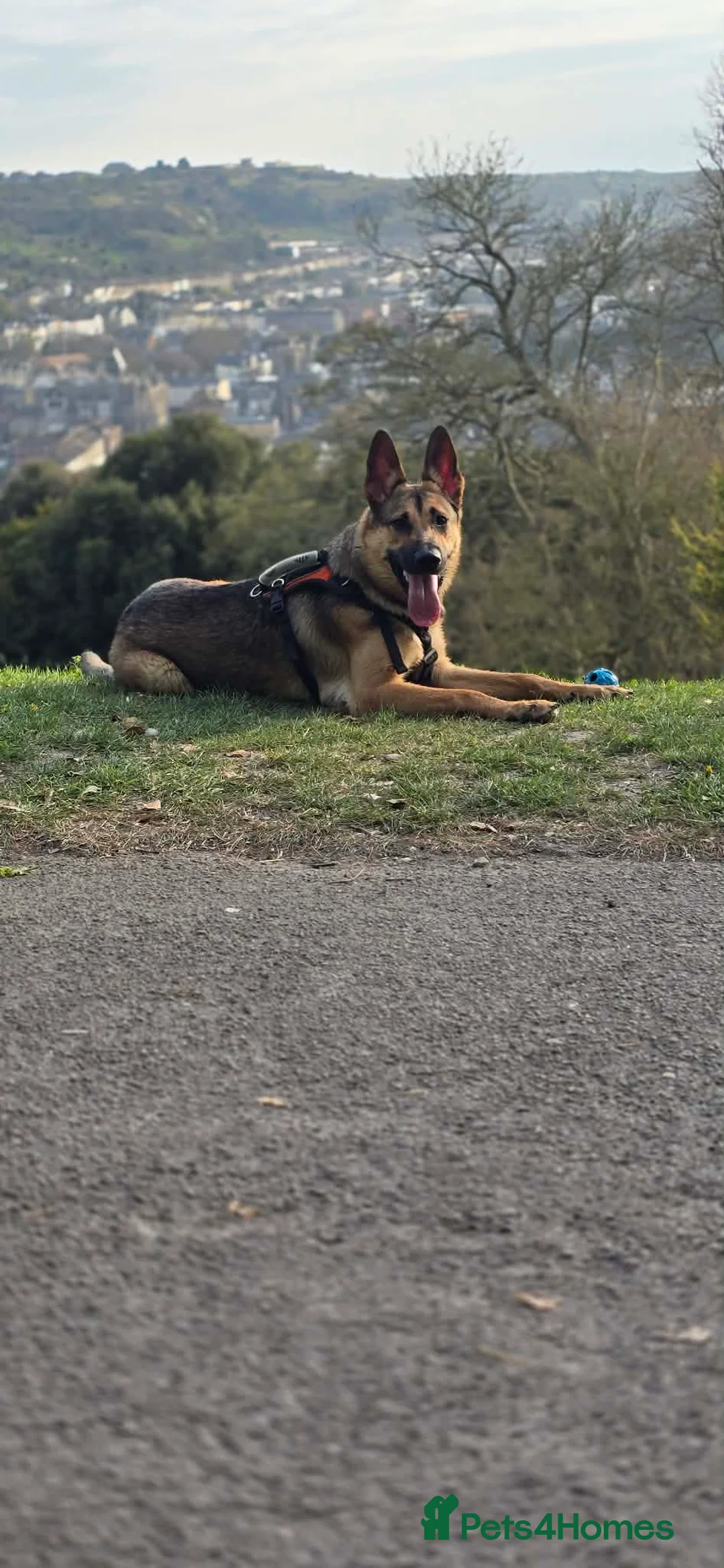 German Shepherd dogs for sale: I am selling German Shepherd, Rex - Advert 1