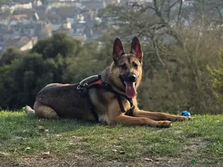 German Shepherd dogs I am selling German Shepherd, Rex - Advert 1