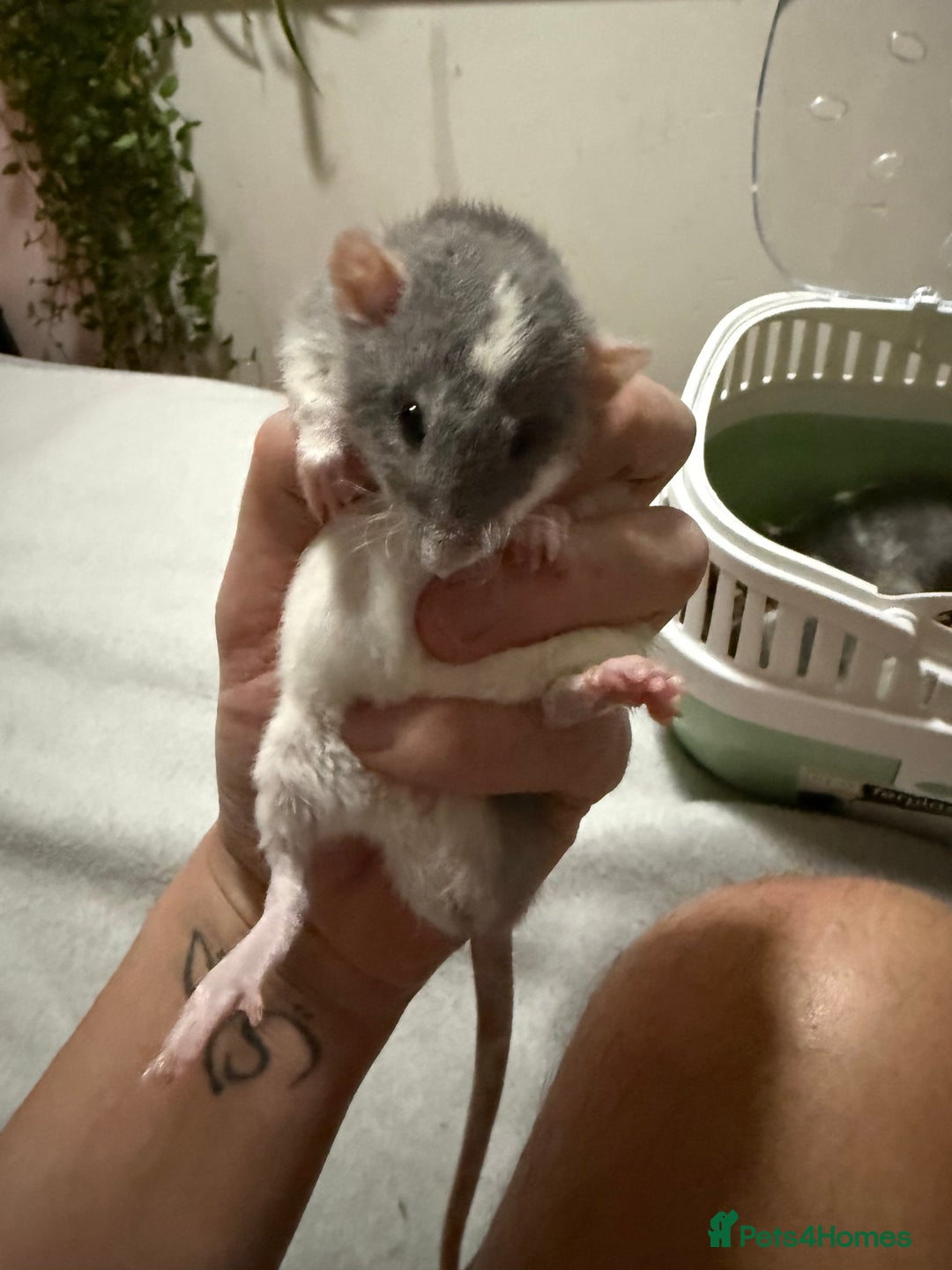Rat rodents for sale: 4 male jumbo rats  - Advert 7
