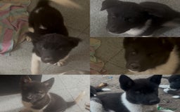 Akita dogs for sale: Puppies Akita Ready To Go NOW‼️ - Image 1