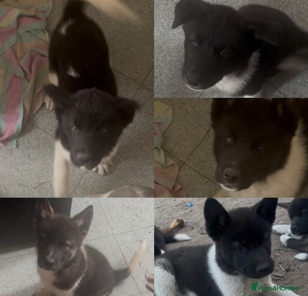 Akita dogs for sale: Puppies Akita Ready To Go NOW‼️ - Image 1