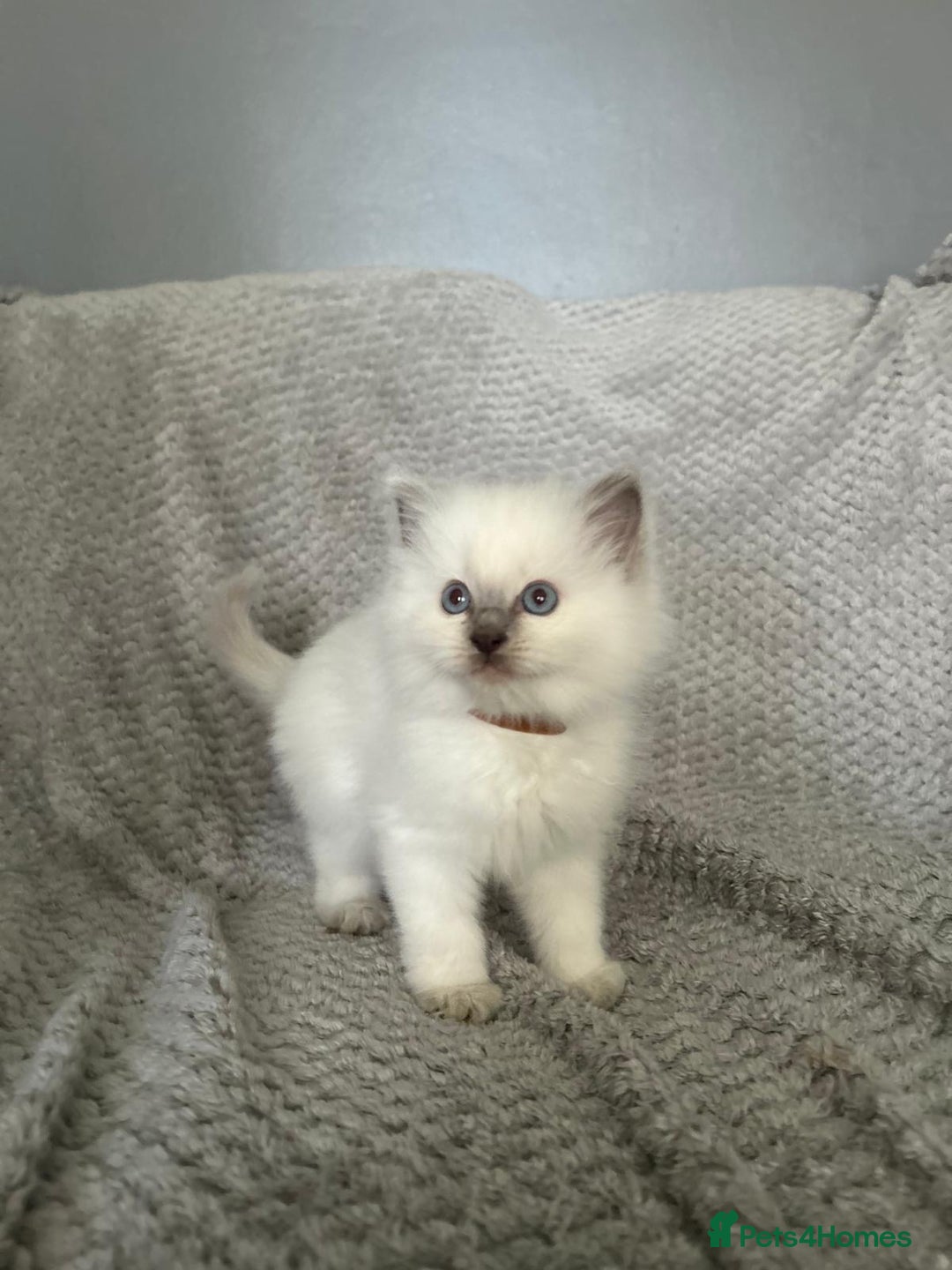 Ragdoll cats for sale: Stunning Ragdoll Kittens - Ready to leave - Image 13