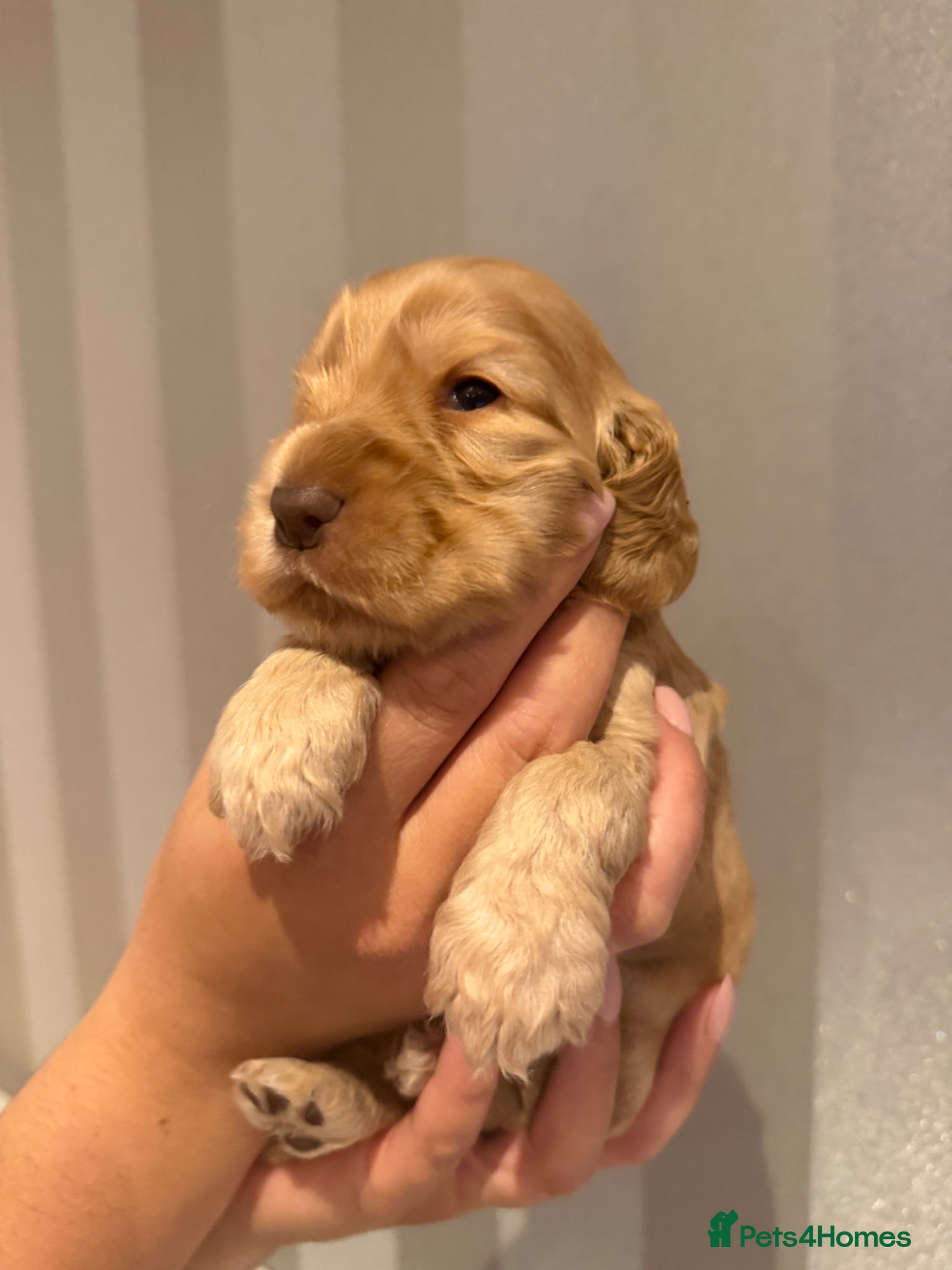 Cocker Spaniel dogs for sale: Golden & Chocolate Sable Show Cocker Puppies  in Doncaster - Advert 15