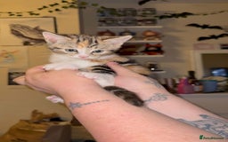 Mixed Breed cats for sale: Two girls left  - Image 6