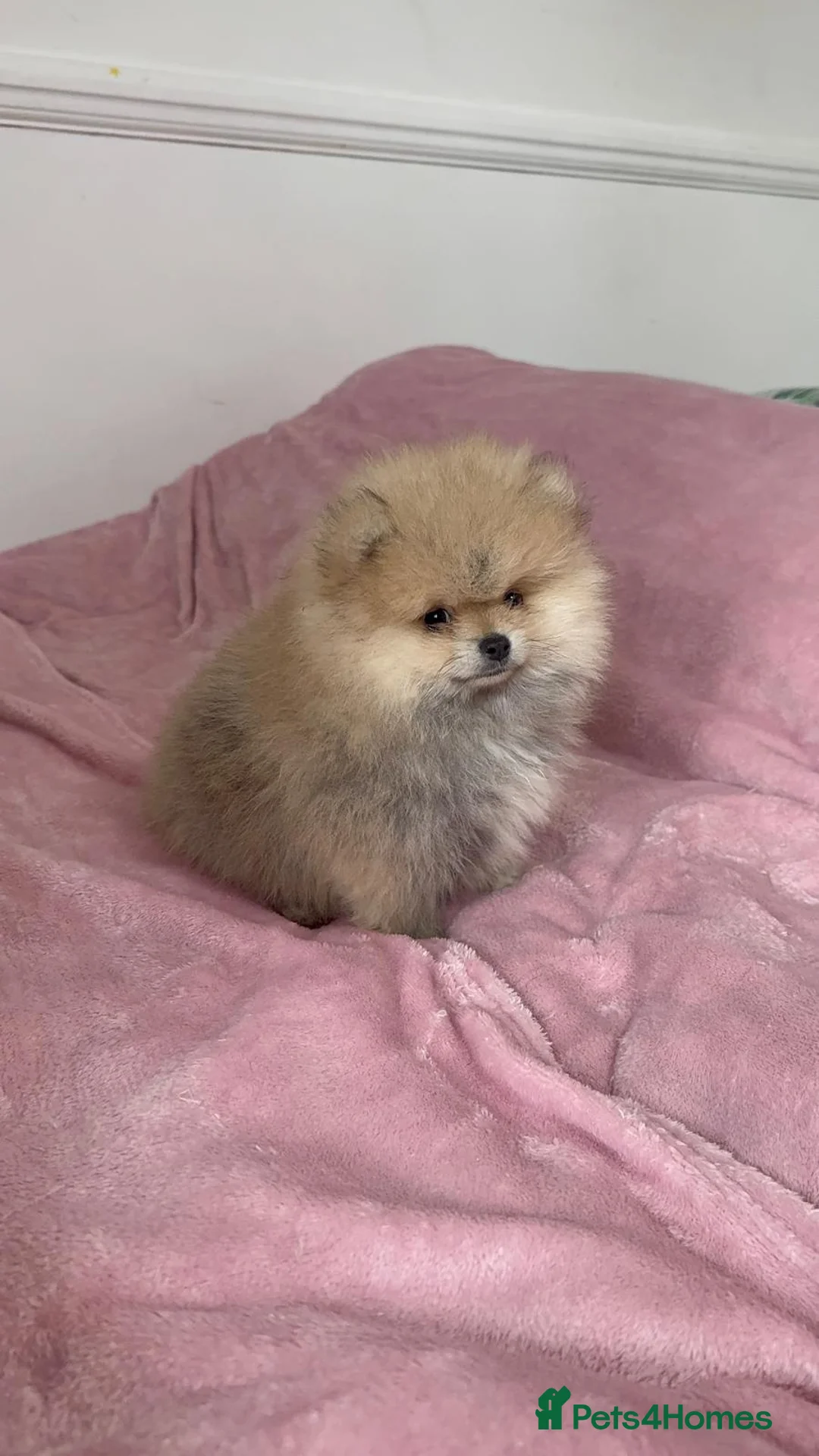 Pomeranian dogs for sale: Ready to go Excellent Pomeranian - Advert 3