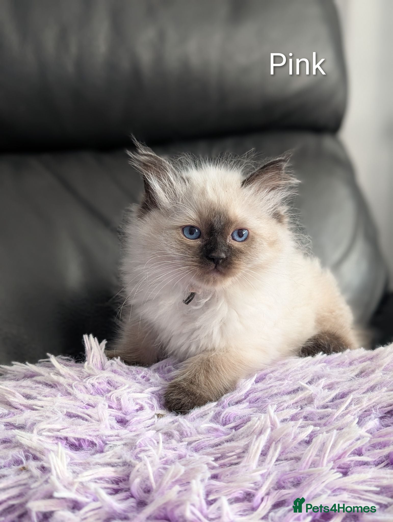 Ragdoll cats Stunning GCCF REG PEDIGREE RAGDOLLS - Advert 2