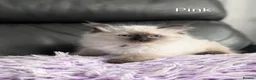 Ragdoll cats for sale: Stunning GCCF REG PEDIGREE RAGDOLLS - Advert 2