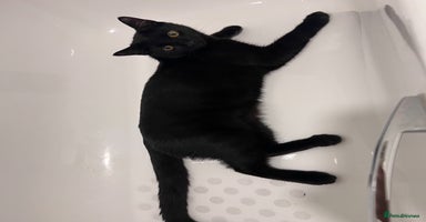 Domestic Shorthair cats - Advert 6
